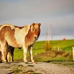 Meadow Hideaway With Terrace - One Bedroom With Terrace