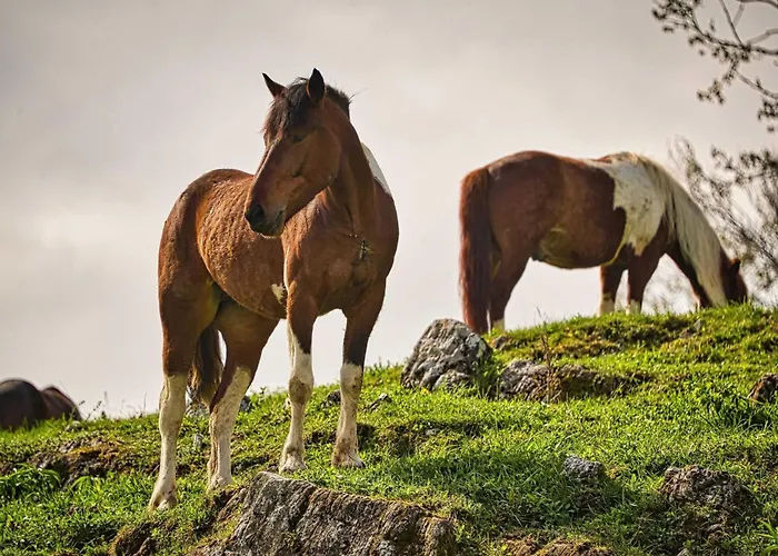 Počitniška hiša Visnja Gora Meadow Hideaway With Terrace - One Bedroom With Terrace *